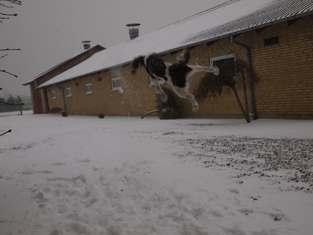 FT Spaniel springer efter snebolde og ligner noget, der kunne deltage i X-games (Skiløb og snowboarding)